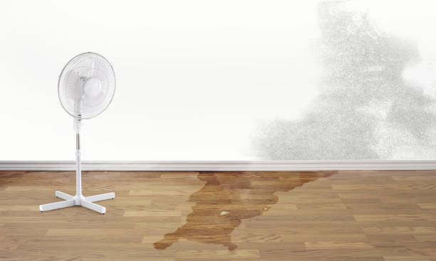 Best Professional water damage repair  in Bluffton, SC